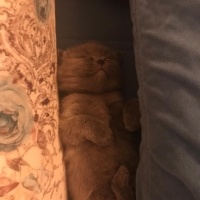 Scottish Fold, Kedi  Cookie fotoğrafı