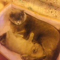 Scottish Fold, Kedi  Cookie fotoğrafı