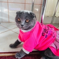 Scottish Fold, Kedi  Cookie fotoğrafı