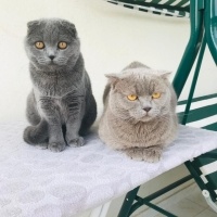Scottish Fold, Kedi  Cookie fotoğrafı