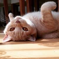 British Shorthair, Kedi  Pishi fotoğrafı