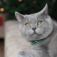 British Shorthair, Kedi  Paşa fotoğrafı