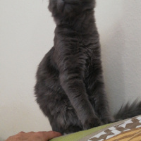 British Shorthair, Kedi  Duman fotoğrafı