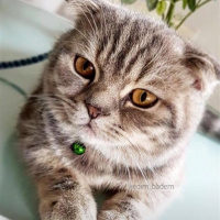 Scottish Fold, Kedi  Badem fotoğrafı