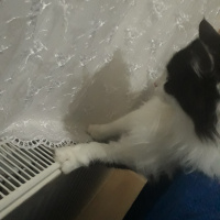 Tuxedo (Smokin) Kedi, Kedi  Mia fotoğrafı