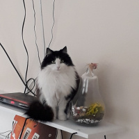 Tuxedo (Smokin) Kedi, Kedi  Mia fotoğrafı