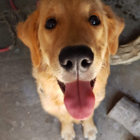 Golden Retriever, Köpek  john fotoğrafı