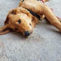 Golden Retriever, Köpek  john fotoğrafı