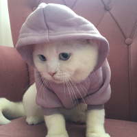 British Shorthair, Kedi  Pamuk fotoğrafı