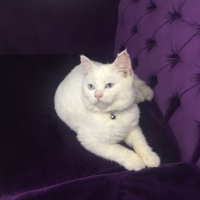 British Shorthair, Kedi  Pamuk fotoğrafı
