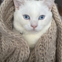 British Shorthair, Kedi  Pamuk fotoğrafı