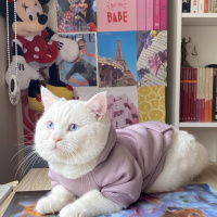 British Shorthair, Kedi  Pamuk fotoğrafı