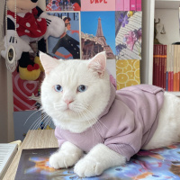 British Shorthair, Kedi  Pamuk fotoğrafı
