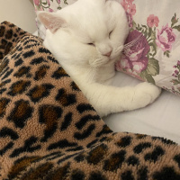 British Shorthair, Kedi  Pamuk fotoğrafı
