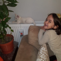 Tekir Kedi, Kedi  SARMAN fotoğrafı