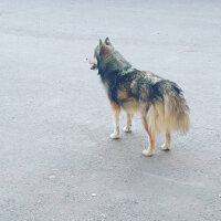 Alaskan Malamute, Köpek  Budy fotoğrafı