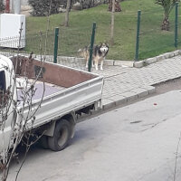 Alaskan Malamute, Köpek  Budy fotoğrafı