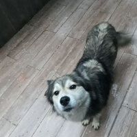 Alaskan Malamute, Köpek  Budy fotoğrafı