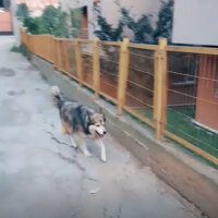 Alaskan Malamute, Köpek  Budy fotoğrafı