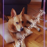 Amerikan Staffordshire Terrier, Köpek  Jessica fotoğrafı