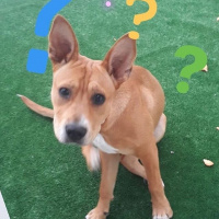 Amerikan Staffordshire Terrier, Köpek  Jessica fotoğrafı