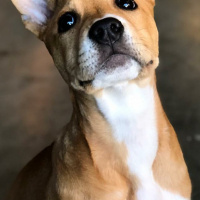 Amerikan Staffordshire Terrier, Köpek  Jessica fotoğrafı