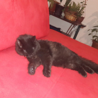 Bombay, Kedi  Zeytin fotoğrafı