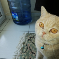 British Shorthair, Kedi  Asil fotoğrafı