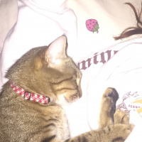 Tekir Kedi, Kedi  Pisi fotoğrafı