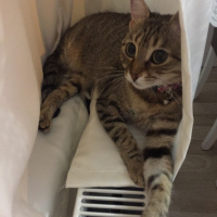 Tekir Kedi, Kedi  Pisi fotoğrafı