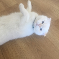 Scottish Fold, Kedi  Oscar fotoğrafı