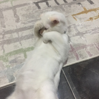 Scottish Fold, Kedi  Oscar fotoğrafı