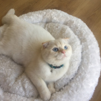 Scottish Fold, Kedi  Oscar fotoğrafı