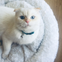Scottish Fold, Kedi  Oscar fotoğrafı