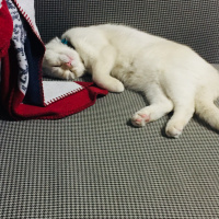 Scottish Fold, Kedi  Oscar fotoğrafı