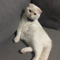 Scottish Fold, Kedi  Oscar fotoğrafı