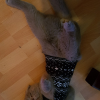 British Shorthair, Kedi  Bolshoi fotoğrafı