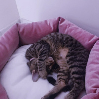 Tekir Kedi, Kedi  Ada fotoğrafı