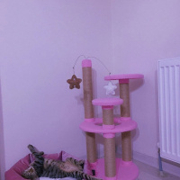 Tekir Kedi, Kedi  Ada fotoğrafı