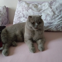 Scottish Fold, Kedi  Kiwi fotoğrafı