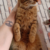 Tekir Kedi, Kedi  Fındık fotoğrafı