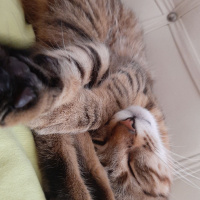 Tekir Kedi, Kedi  Fındık fotoğrafı