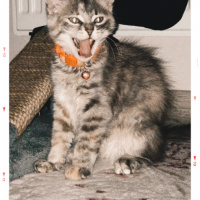 Tekir Kedi, Kedi  Nalan fotoğrafı