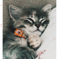 Tekir Kedi, Kedi  Nalan fotoğrafı