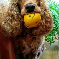 Amerikan Cocker Spaniel, Köpek  Şira fotoğrafı