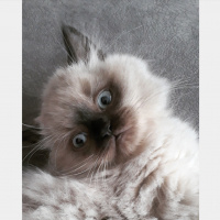 British Shorthair, Kedi  Muffin fotoğrafı