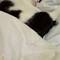 Soke, Kedi  Kanca fotoğrafı