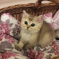 British Shorthair, Kedi  Bambam fotoğrafı