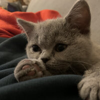 British Shorthair, Kedi  Venüs fotoğrafı