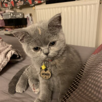 British Shorthair, Kedi  Venüs fotoğrafı